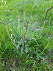 Plantago coronopus