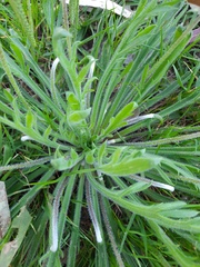 Plantago coronopus