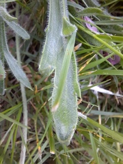 Plantago coronopus