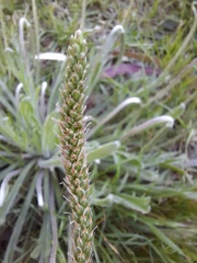 Plantago coronopus