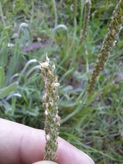 Plantago coronopus
