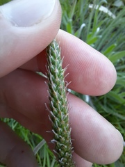 Plantago coronopus