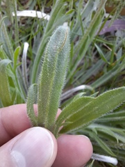 Plantago coronopus
