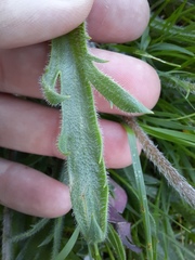 Plantago coronopus