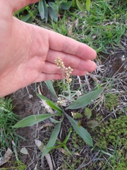 Helichrysum luteoalbum