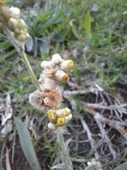 Helichrysum luteoalbum