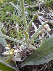 Helichrysum luteoalbum