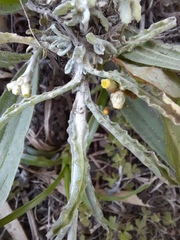 Helichrysum luteoalbum