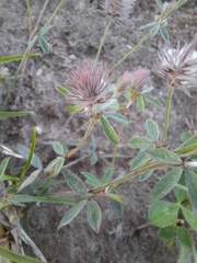 Trifolium arvense