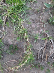 Trifolium arvense
