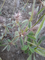Trifolium arvense