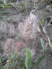 Trifolium arvense