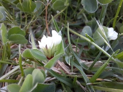 Trifolium subterraneum