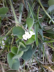 Trifolium subterraneum