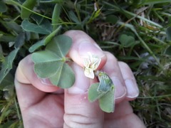 Trifolium subterraneum