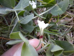 Trifolium subterraneum