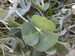 Trifolium subterraneum