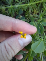 Medicago polymorpha