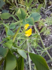 Medicago polymorpha