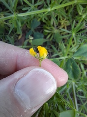 Medicago polymorpha
