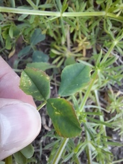 Medicago polymorpha