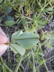 Medicago polymorpha