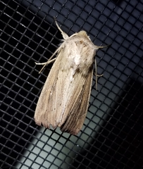 Leucania phragmitidicola