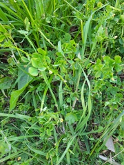 Medicago polymorpha