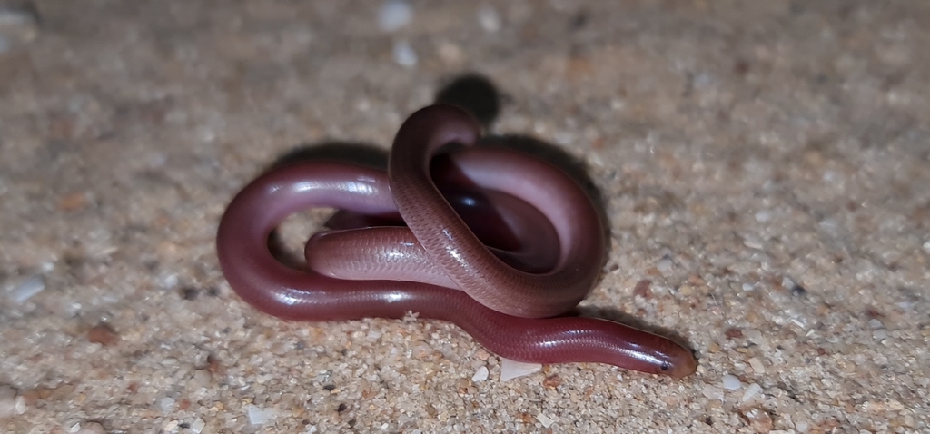 Prong-snouted Blind Snake