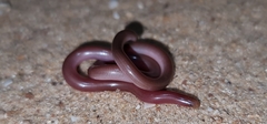 Prong-Snouted Blind Snake photo 4
