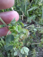 Medicago polymorpha
