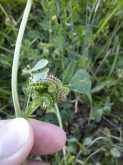 Medicago polymorpha