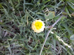 Trifolium campestre