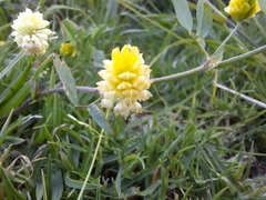 Trifolium campestre