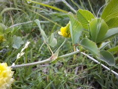 Trifolium campestre