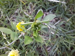 Trifolium campestre