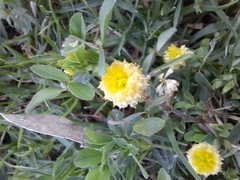 Trifolium campestre