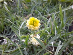 Trifolium campestre