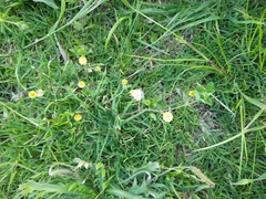 Trifolium campestre