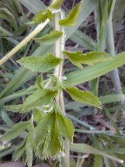 Geranium