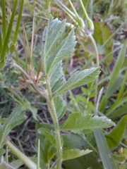 Geranium