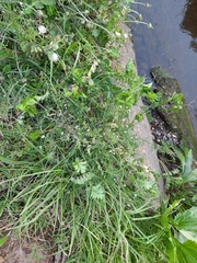 Vicia sativa