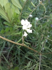 Vicia hirsuta