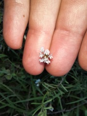 Vicia hirsuta