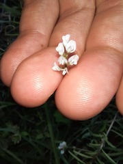 Vicia hirsuta