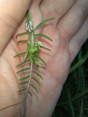 Vicia hirsuta