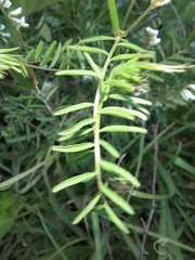 Vicia hirsuta