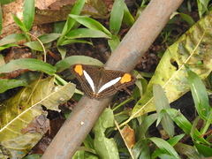 Adelpha thessalia