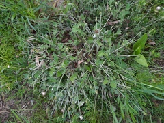 Arctotheca calendula