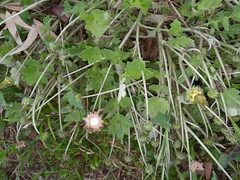 Arctotheca calendula